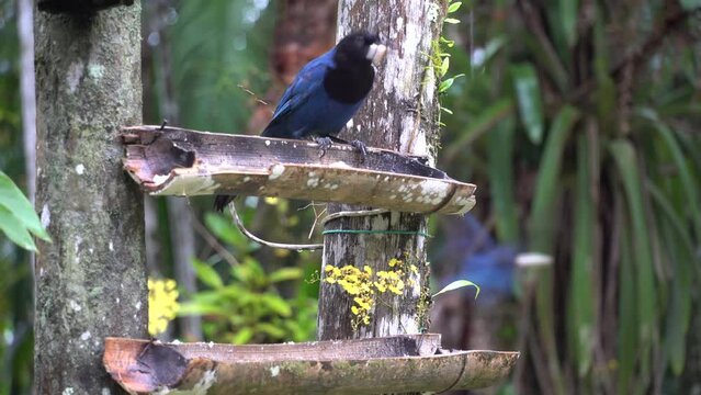 gralha-azul, ave-s&iacute;mbolo do Paran&aacute;, onde existe o seu principal habitat: a Mata de Arauc&aacute;ria. Uma lenda diz que o p&aacute;ssaro &eacute; respons&aacute;vel pela manuten&ccedil;&atilde;o da mata pelo fato de estocar pinh&otilde;es e enterr&aacute;-l