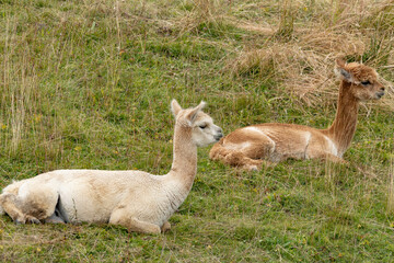 alpacas resting in a meadow