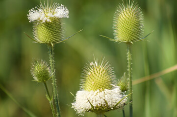 Closeup of cutleaf teasel green seeds with green blurred plants on background
