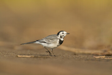 Obraz premium Bird white wagtail Motacilla alba small bird with long tail on light brown background, Poland Europe