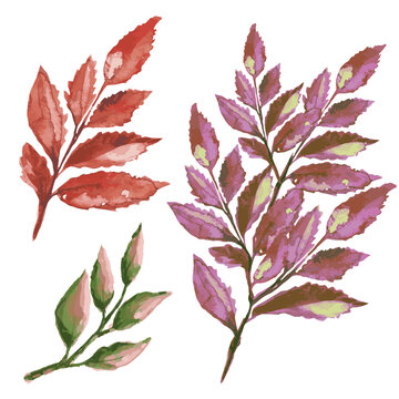 autumn dried leaf vector illustration
