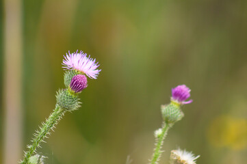 Closeup of spiny plumeless thistle flowers with green blurred background