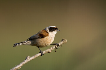 Bird Remiz pendulinus Penduline Tit perched on tree Poland Europe