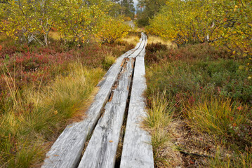 wooden pathway on the soil covered with colorful plants crossing sweden national park