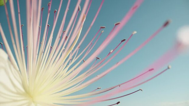 Pink and white stamens of a caper flower, swaying in the wind against the sky.