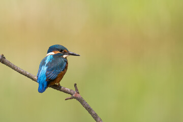 Fototapeta premium Kingfisher Alcedo atthis common kingfisher, bird - Poland, Europe