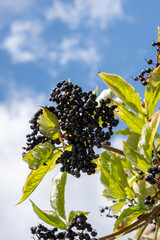 Gros plan de baies de sureau (Sambucus)