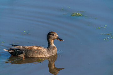 Mallard (Female) on the water