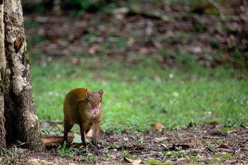 Cotuza is alert