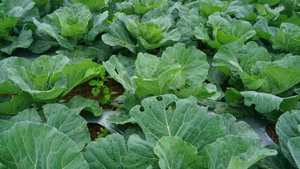 Naklejka premium Broccoli plants that planted on the plantation on winter sesion, the leaves are green and look fresh - organic vegetable plantation 