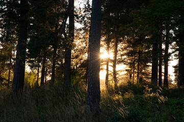 sunset in the forest