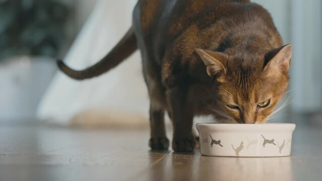 Beautiful Abyssinian ginger cat having good appetite, eating favourite dry granules from its bowl close up. Lovely little best friends indoor. Cute domestic home animals. Close up shot. Slow motion 4K