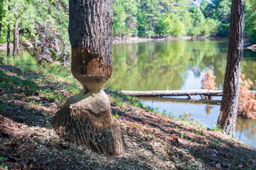The work of a beaver on a poplar tree by the lake. - obrazy, fototapety, plakaty