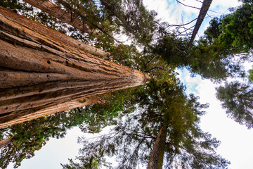 Stamm eines Sequoia im Giant Forrest im sequoia national park in Kalifornien