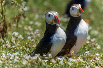 Atlantic Puffins next to their burrows in mid summer