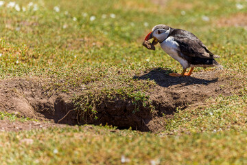 Puffin removing rocks from its burrow on Skomer Island
