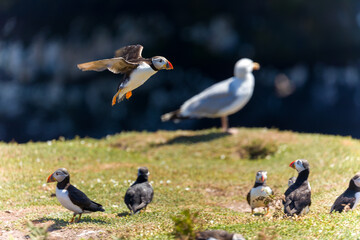 Atlantic Puffin in flight near tall sea cliffs