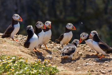 Atlantic Puffins next to their burrows in mid summer