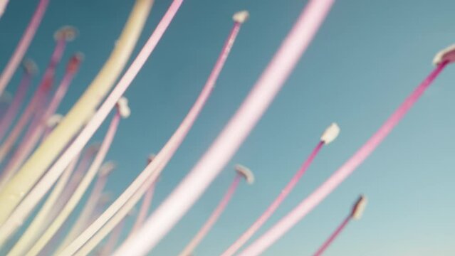 A caper flower with pink stamens, against a blue sky. Dolly slider extreme close-up.