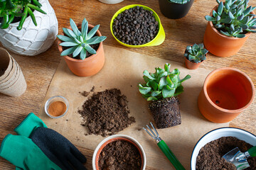 Replanting, flat, top view design. Flowerpots, soil pile, plant sprout, gloves, cinnamon, rake and shovel on burlap background. Houseplant care.
