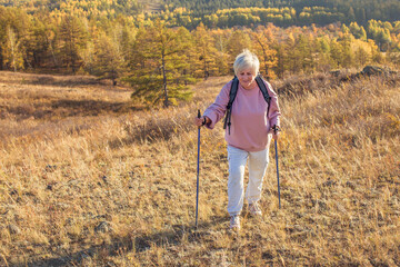 Attractive short haired middle aged woman in activewear hiking in forest using poles for nordic...