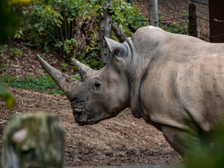 Obraz premium A rhinoceros standing in its enclosure looking into the distance in a zoo