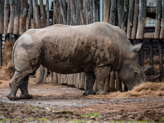 Naklejka premium A rhinoceros standing in its enclosure looking into the distance in a zoo
