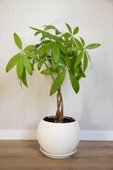 A young Money Tree plant Pachira Aquatica growing in white pot in home interior