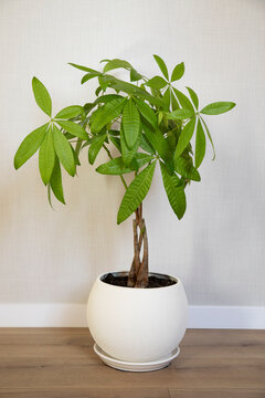 A young Money Tree plant Pachira Aquatica growing in white pot in home interior