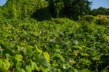 Obraz premium 生い茂るクズ