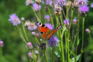 Butterfly aglais io with large spots on the wings