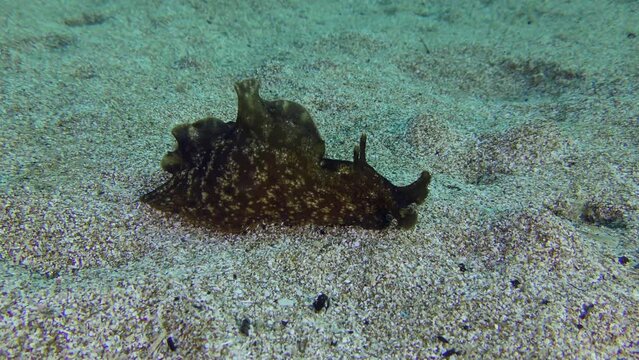 Mottled sea hare or Black seahare (Aplysia fasciata) flapping its wings starts from the sandy bottom.