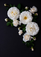 Lots of White Roses on Black Background