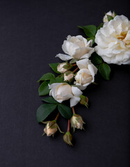 Fototapeta na wymiar Lots of White Roses on Black Background