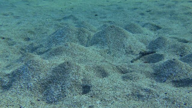Sandworm (Arenicola marina) digs holes in the sandy bottom, at one end of which there is a mound. The movement of water created by the worm causes these volcanoes to erupt.