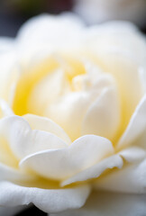 Obraz premium Lots of White Roses on Black Background
