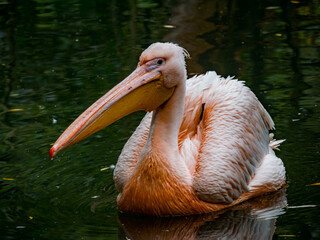 A pelican enjoys the water with others in the zoo