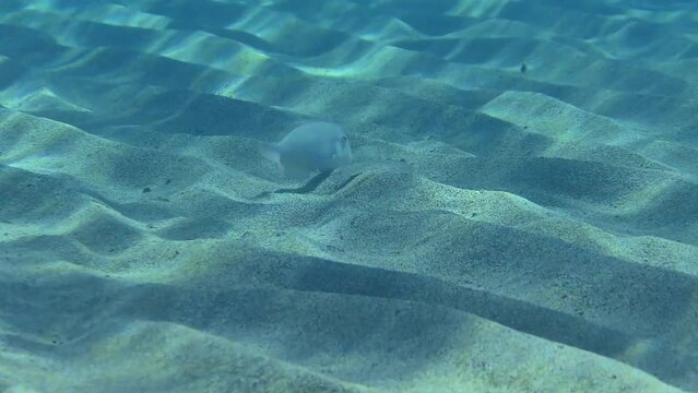 Underwater Scenes: The Wide-eyed Flounder (Bothus podas) follows the Pearly Razorfish (Xyrichtys novacula), which finds food on the bottom faster by swimming in the water column.