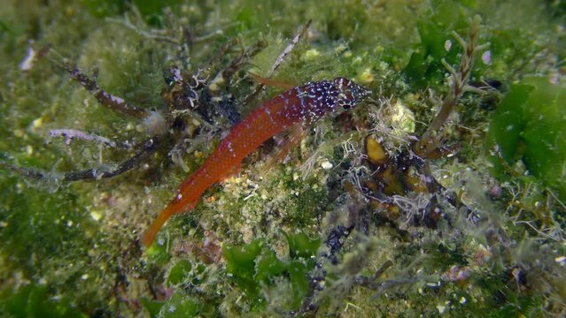 Bright red male Black Faced Blenny (Tripterygion melanurum) looks for food on a rock overgrown with green algae, then leaves frame, close-up. Mediterranean, Greece.