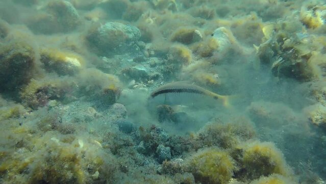 Red Sea goatfish (Parupeneus forsskali) leaves a cloud of turbidity over the muddy bottom that attracts other fish.