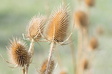 Dry thistle inflorescences. Needles and thorns on a plant.