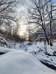 Evening sun in winter forest