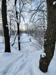Path in evening winter forest