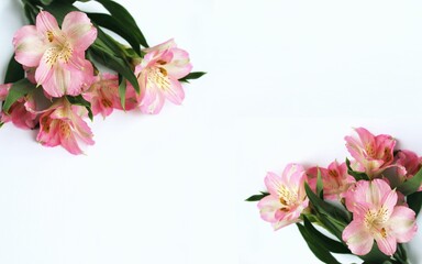 Fototapeta na wymiar Bouquet of pink alstroemeria on a white background. A delicate festive composition. Background for a greeting card.