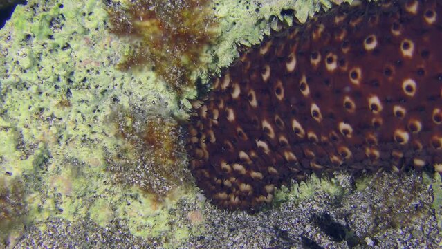 Undersea scene: Variable Sea Cucumber (Holothuria sanctori) slowly crawling over a rock on the seabed, forepart, close-up.