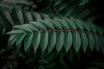 Tropical deep green emerald green leaves. Floral background for postcards, screen savers, covers....