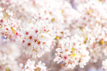 Fototapeta premium Beautiful flowering trees in spring. Selective focus.