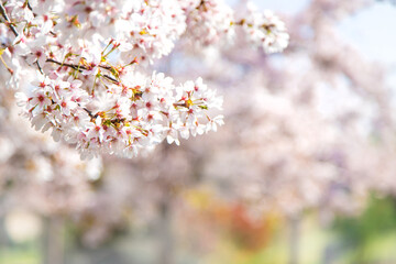 Beautiful flowering trees in spring. Selective focus.