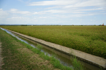 Fototapeta na wymiar Cultivation of a rice field and canal for irrigation