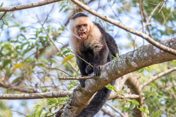 White-faced Capuchin monkey